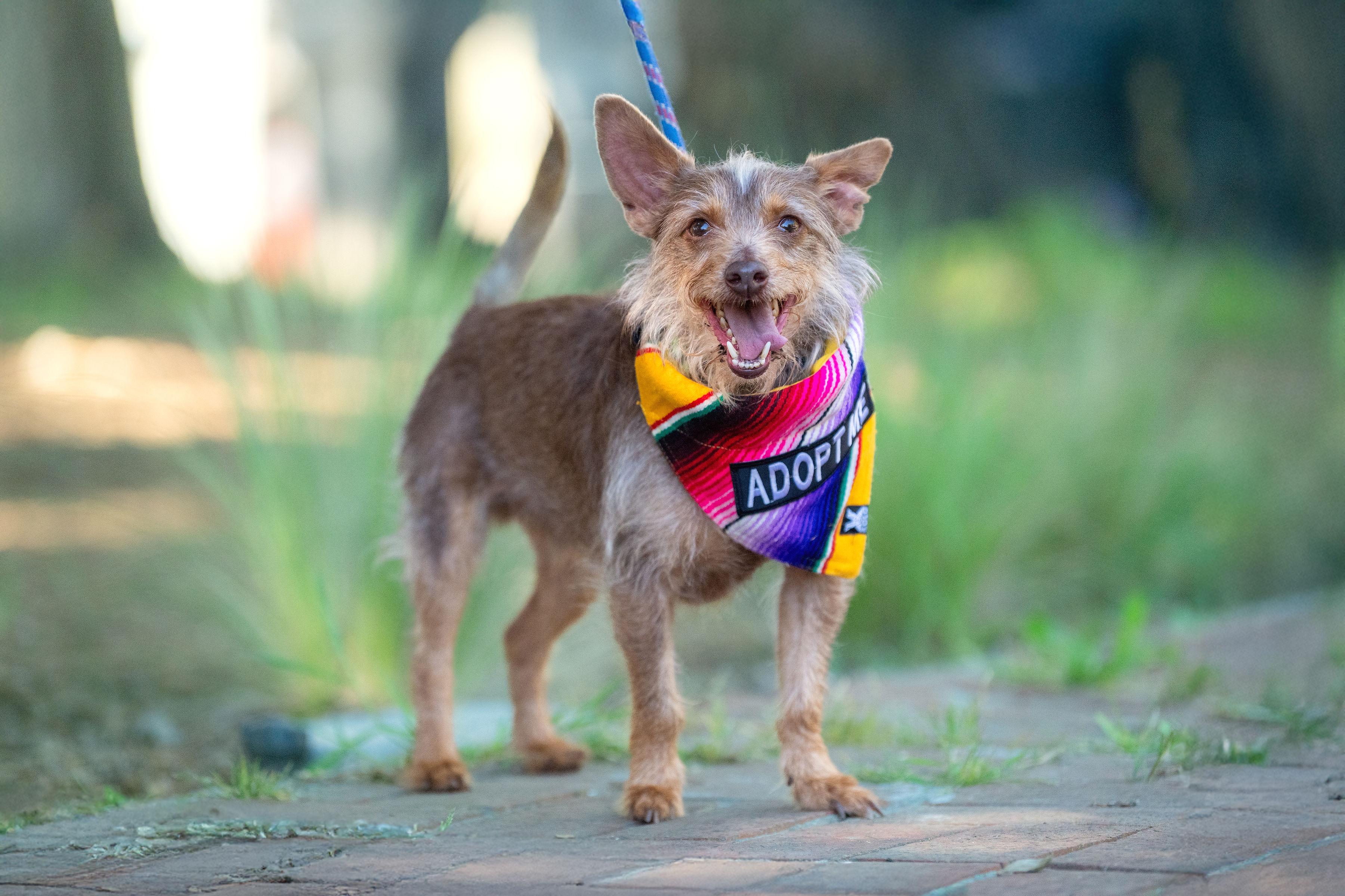 Shaggy, a ADOPTABLE mixed breed in Santa Rosa, CA image 2/4