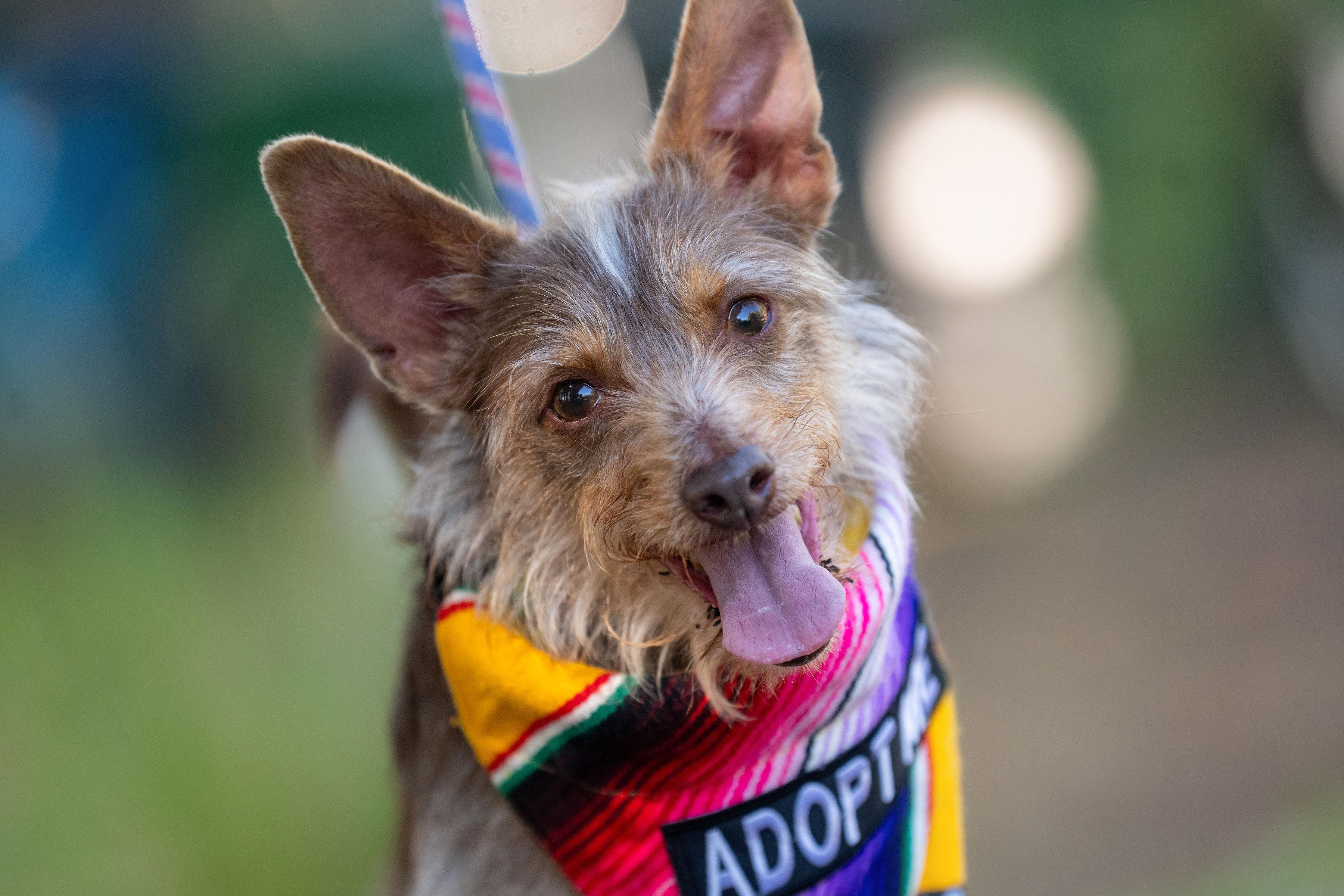 Shaggy, ADOPTABLE, Adult Male Terrier.