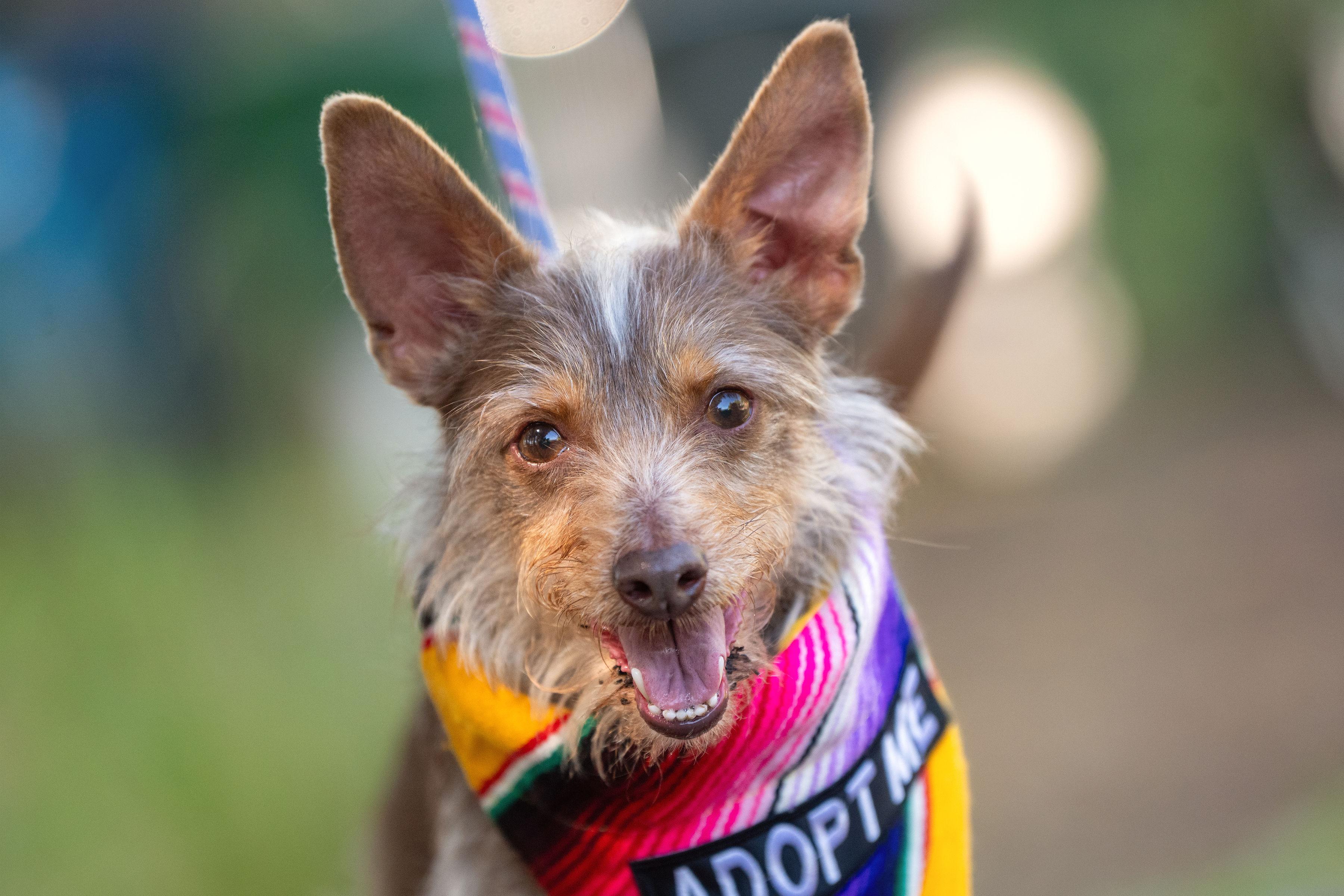 Shaggy, a ADOPTABLE mixed breed in Santa Rosa, CA image 3/4