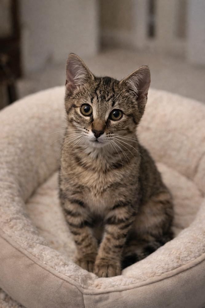 Timber — thumbnail 2