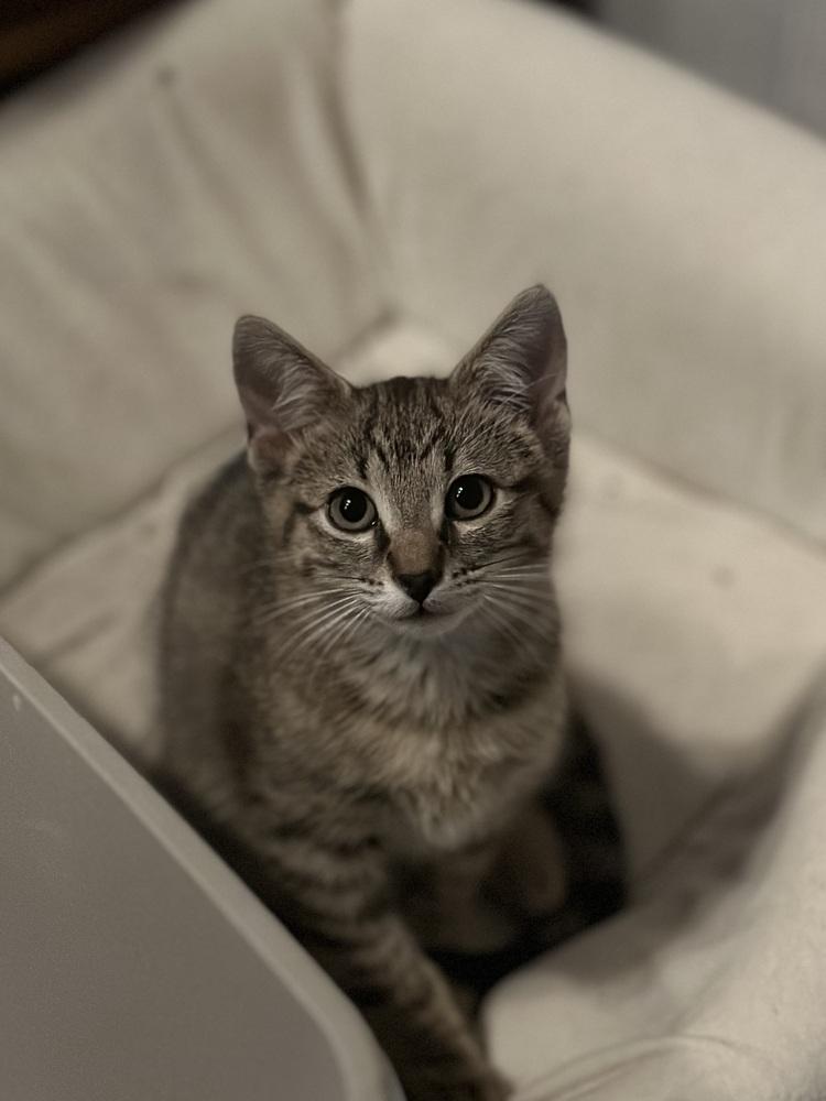 Timber — thumbnail 4