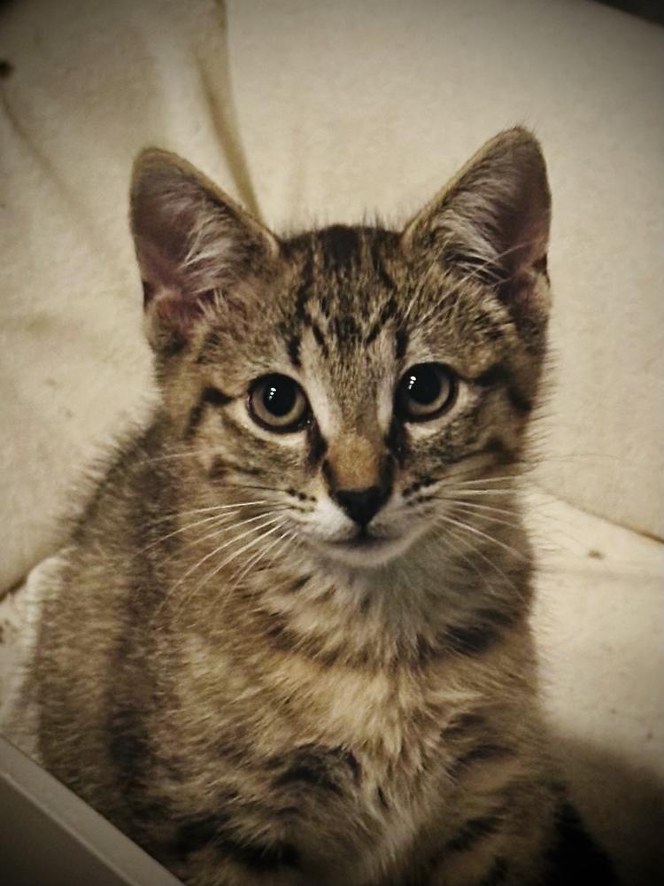 Timber — thumbnail 5