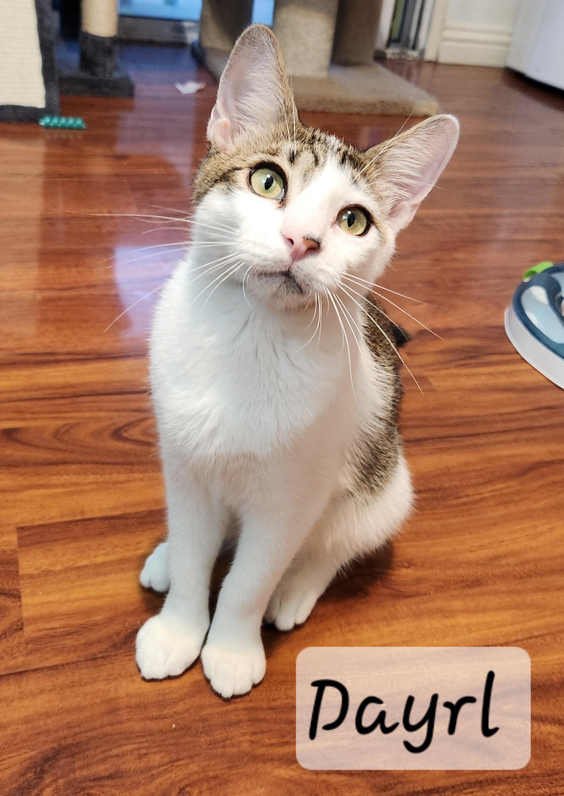 Enlarge Dayrl, a ADOPTABLE Domestic Short Hair in Redondo Beach, CA image 1/5