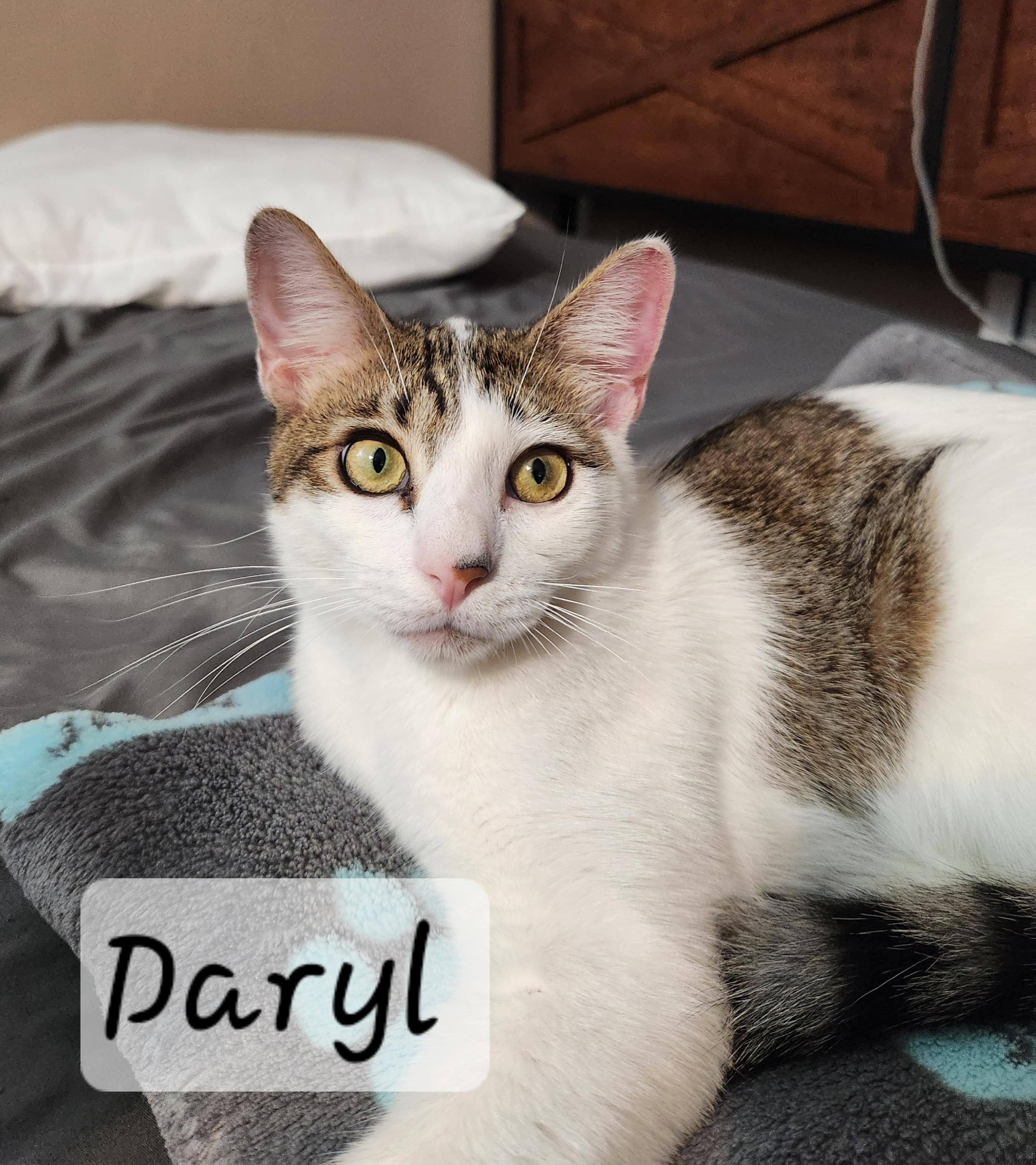 Enlarge Dayrl, a ADOPTABLE Domestic Short Hair in Redondo Beach, CA image 2/5