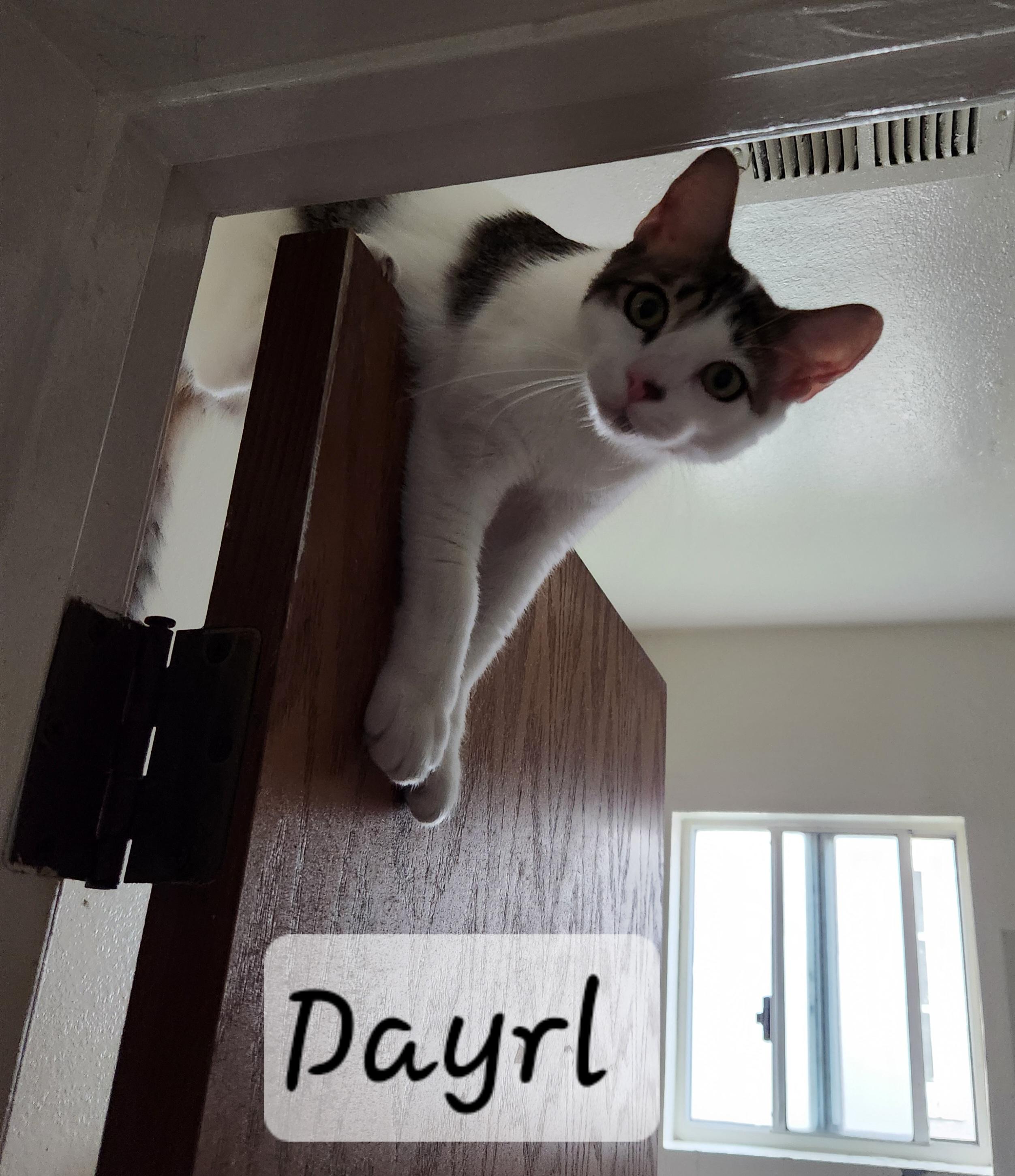 Enlarge Dayrl, a ADOPTABLE Domestic Short Hair in Redondo Beach, CA image 3/5