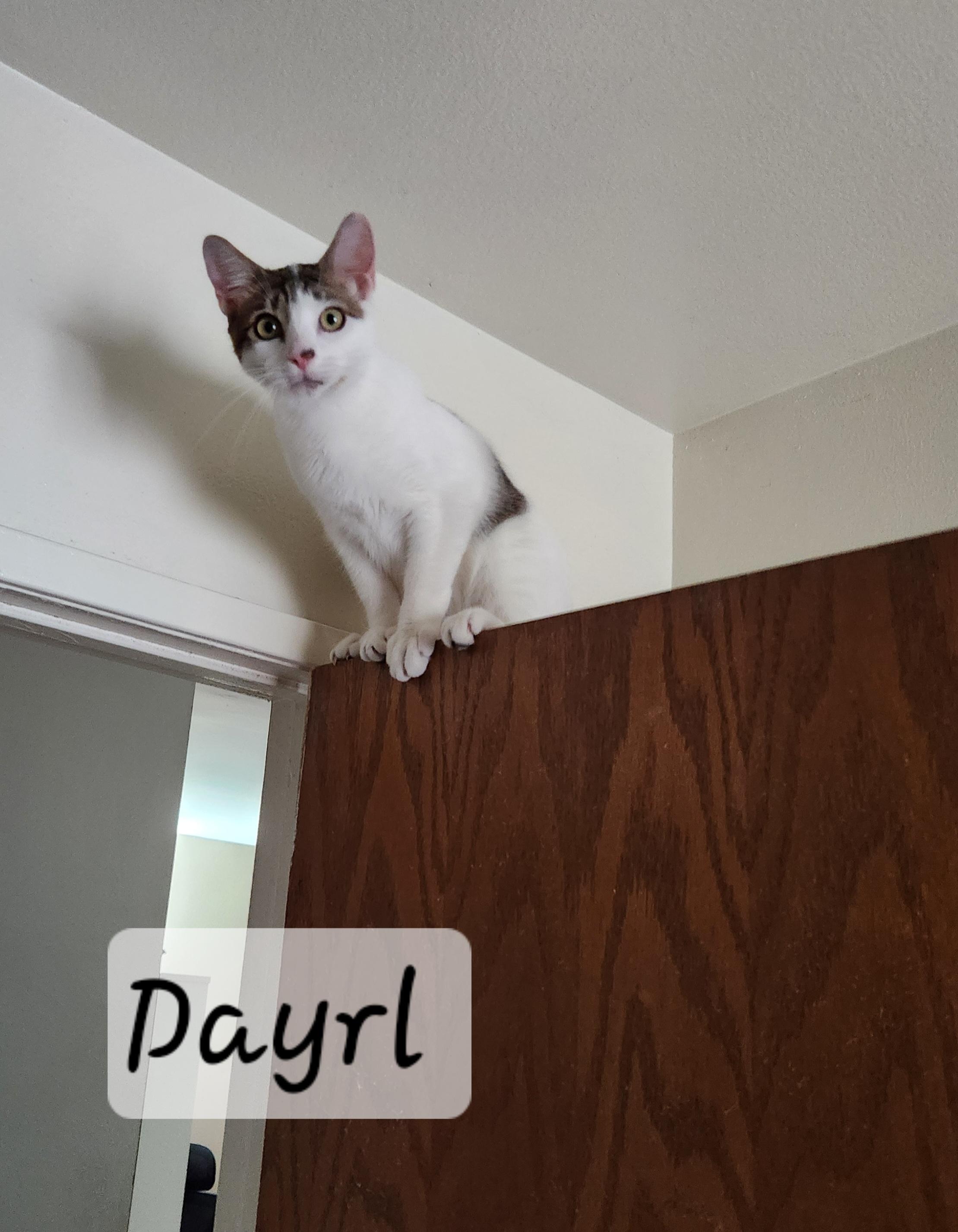 Dayrl, ADOPTABLE, Young Male Domestic Short Hair.