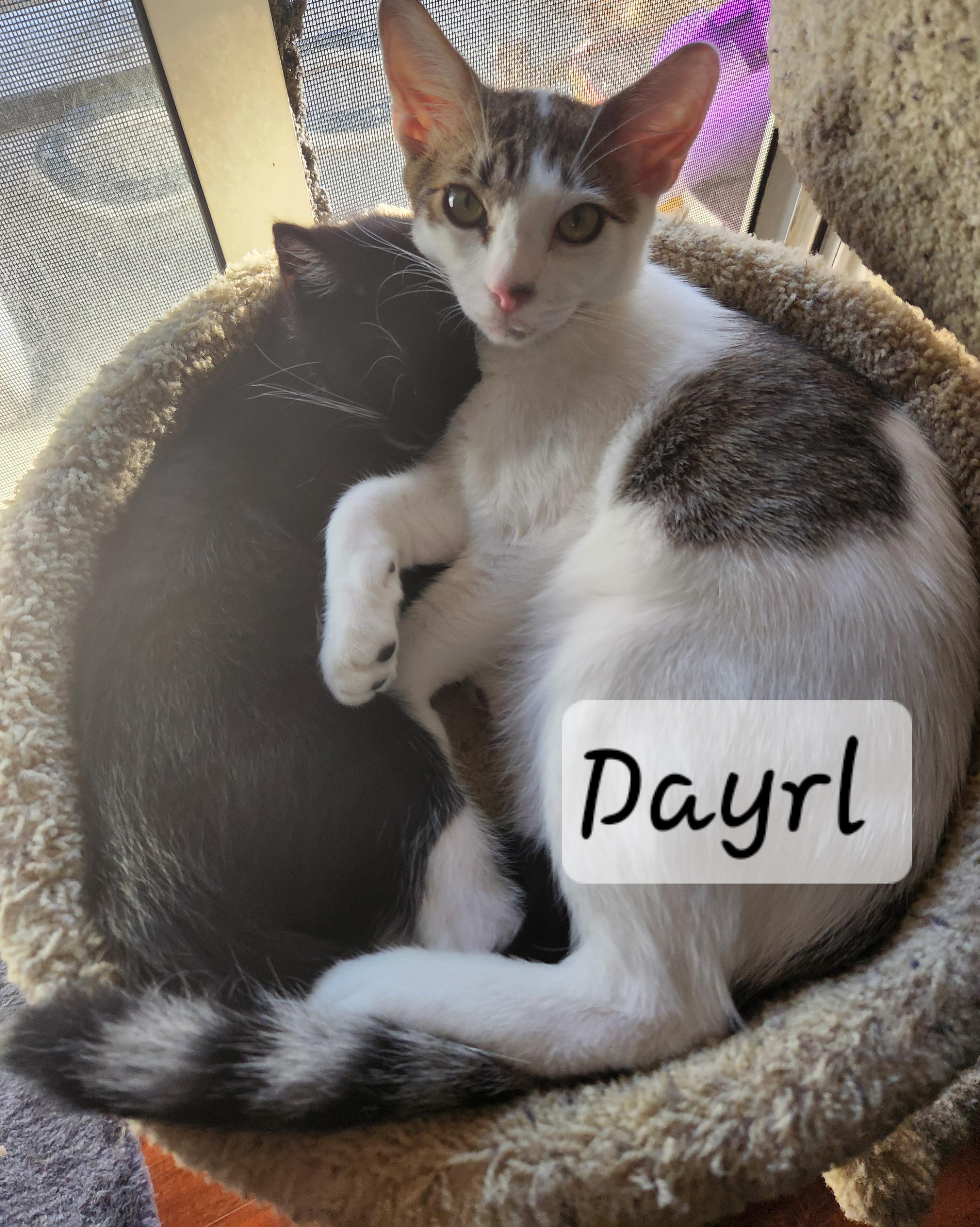 Enlarge Dayrl, a ADOPTABLE Domestic Short Hair in Redondo Beach, CA image 5/5