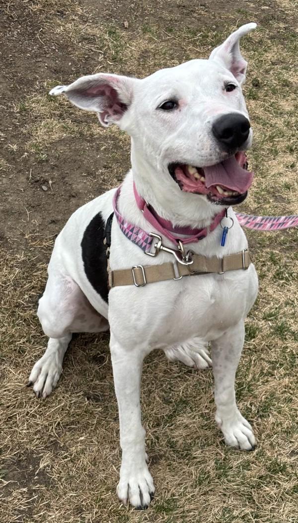Rosa, Adoptable, Adult Female Great Pyrenees & Pit Bull Terrier.