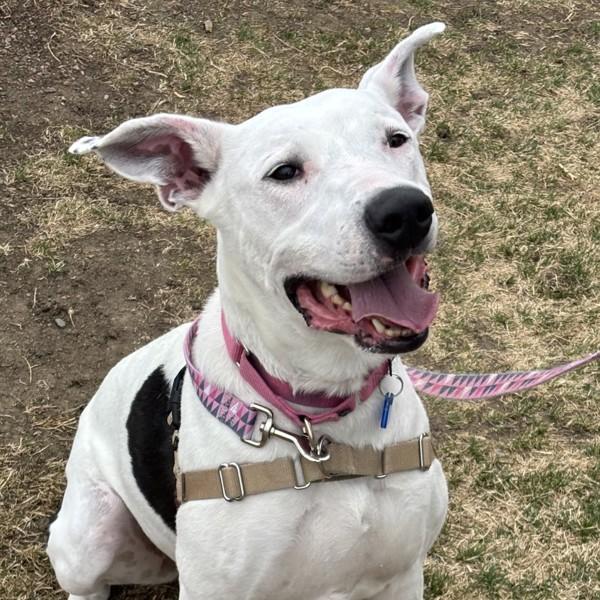 Enlarge Rosa, a Adoptable mixed breed in Golden, CO image 3/5