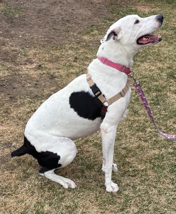 Enlarge Rosa, a Adoptable mixed breed in Golden, CO image 4/5