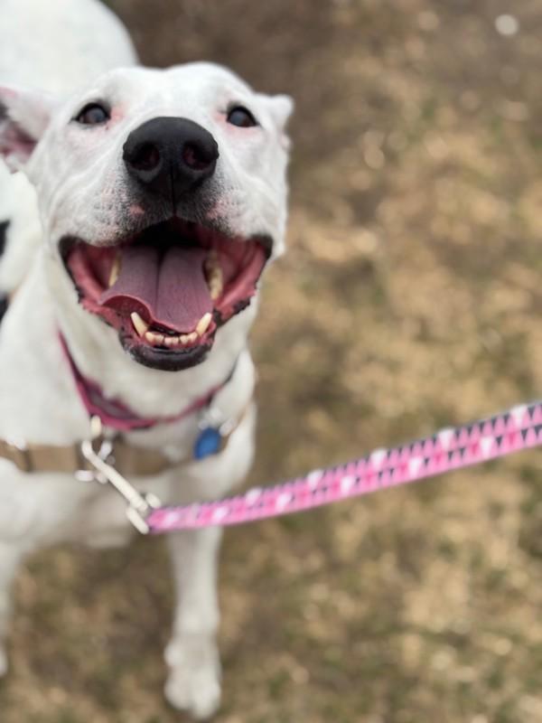 Enlarge Rosa, a Adoptable mixed breed in Golden, CO image 5/5