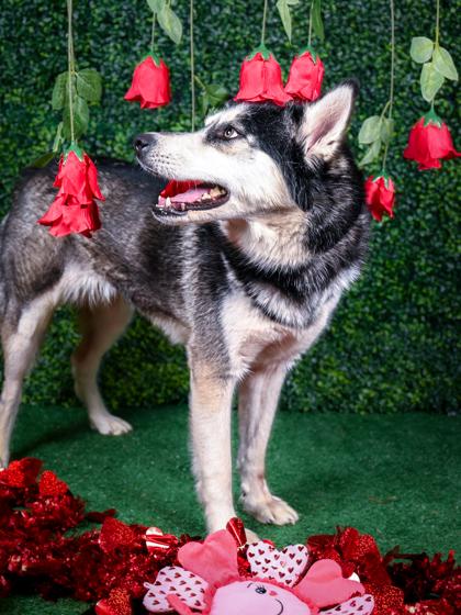 Chatty — thumbnail 2