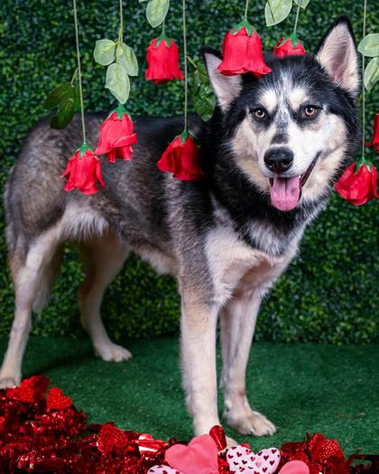 Chatty — thumbnail 3