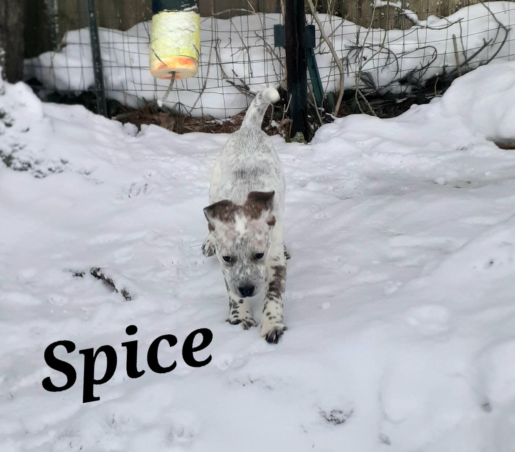 Enlarge Spice, an adopted mixed breed in Garden City, NY image 5/6