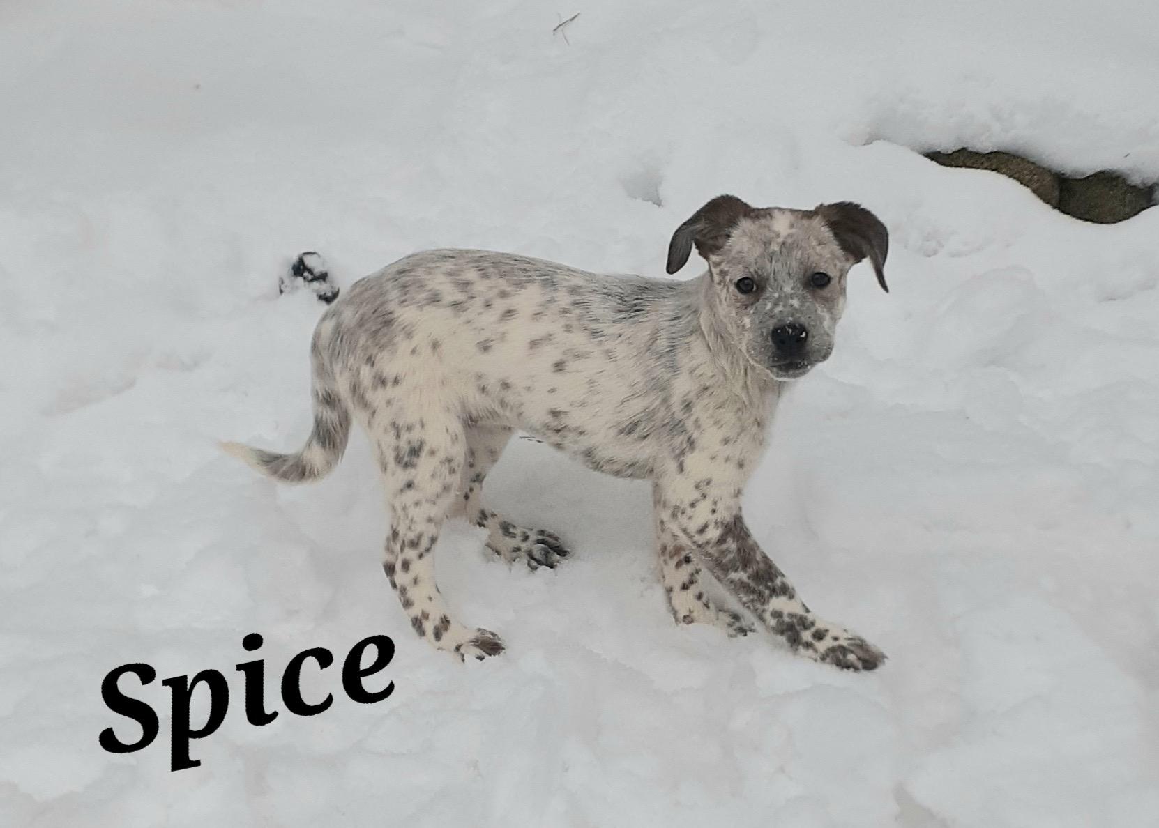 Enlarge Spice, an adopted mixed breed in Garden City, NY image 6/6