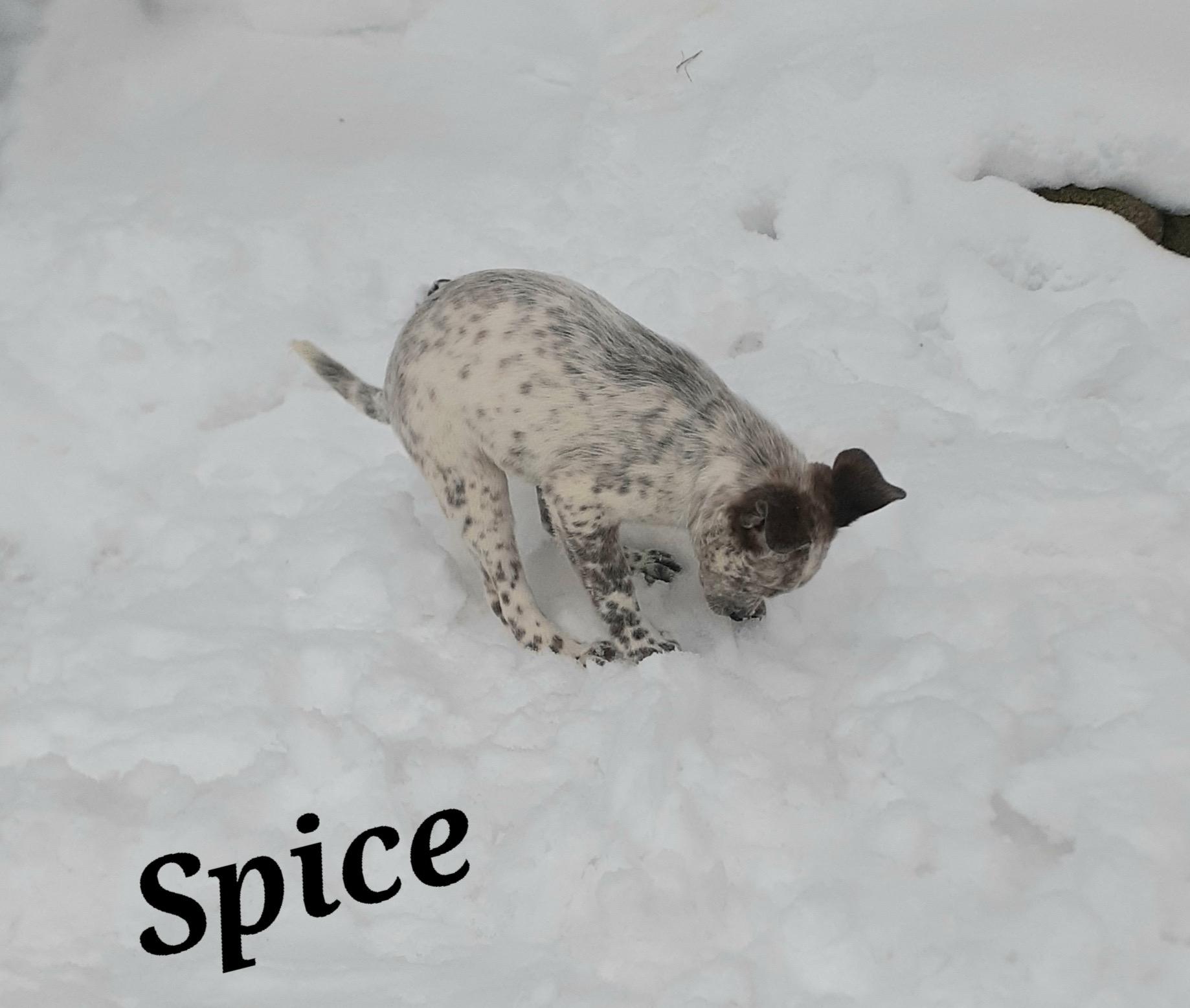 Enlarge Spice, an adopted mixed breed in Garden City, NY image 3/6