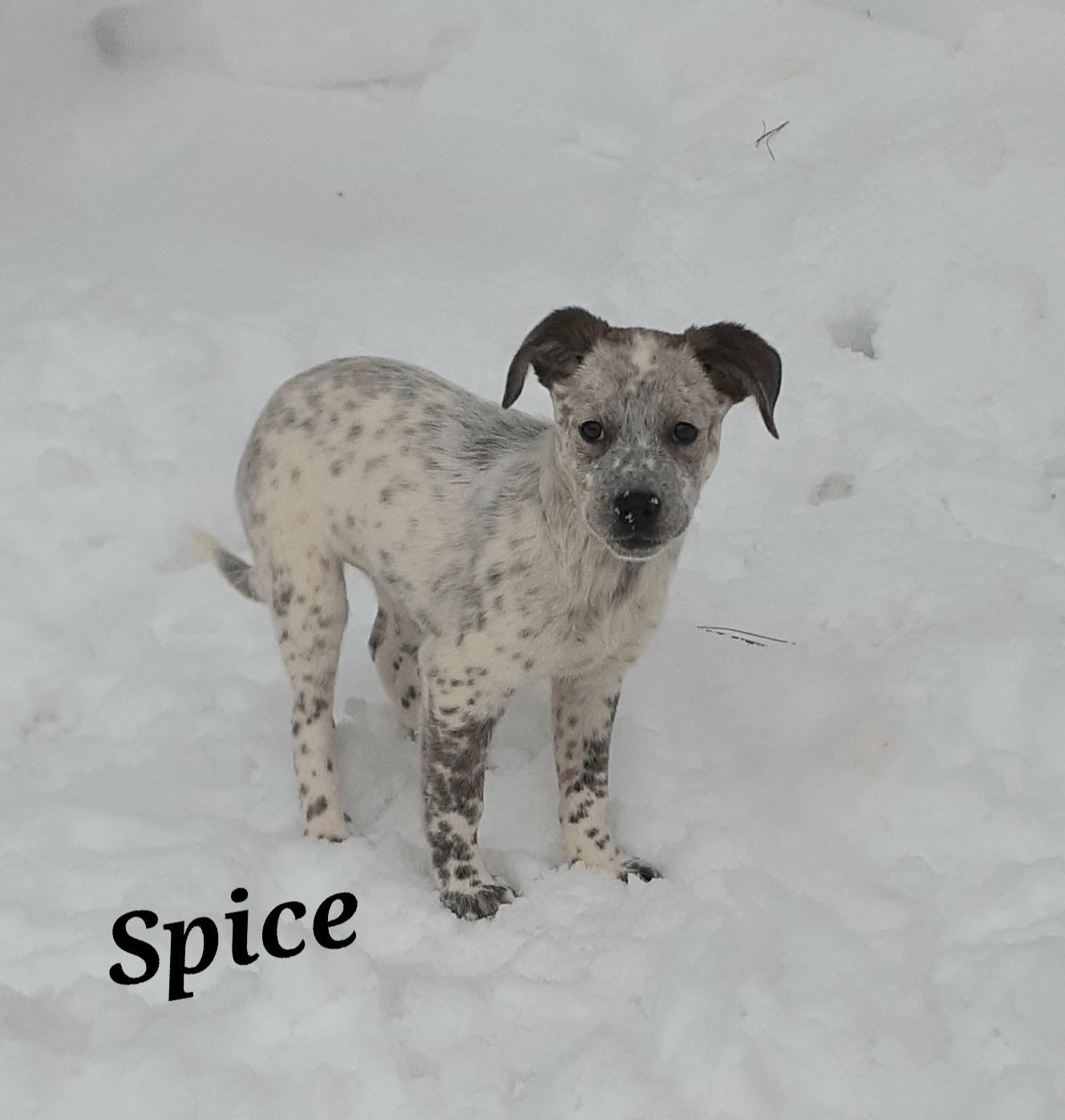 Spice, adopted, Puppy Female Australian Cattle Dog / Blue Heeler.