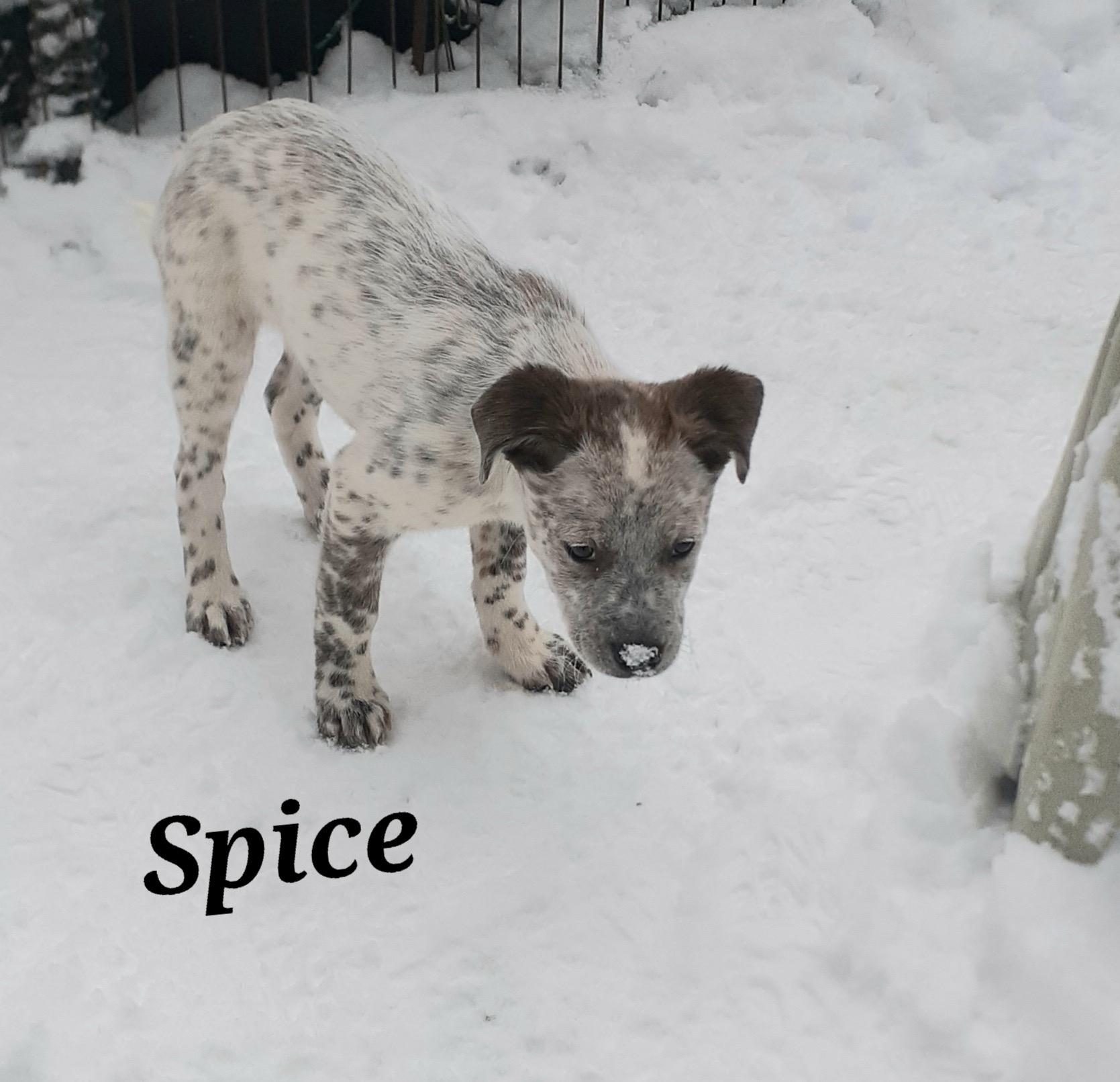 Enlarge Spice, an adopted mixed breed in Garden City, NY image 4/6