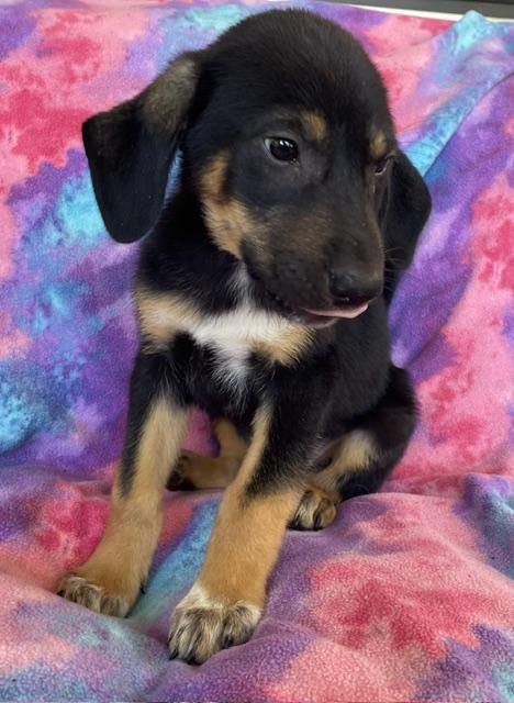 Enlarge Hansel, a Adoptable Shepherd in Memphis, TN image 4/4