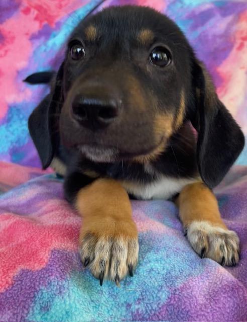 Hansel, Adoptable, Puppy Male Shepherd.