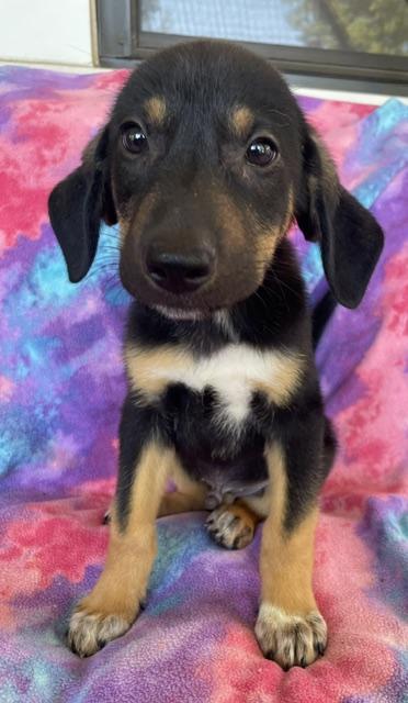 Enlarge Hansel, a Adoptable Shepherd in Memphis, TN image 2/4