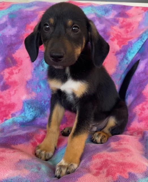 Enlarge Hansel, a Adoptable Shepherd in Memphis, TN image 3/4