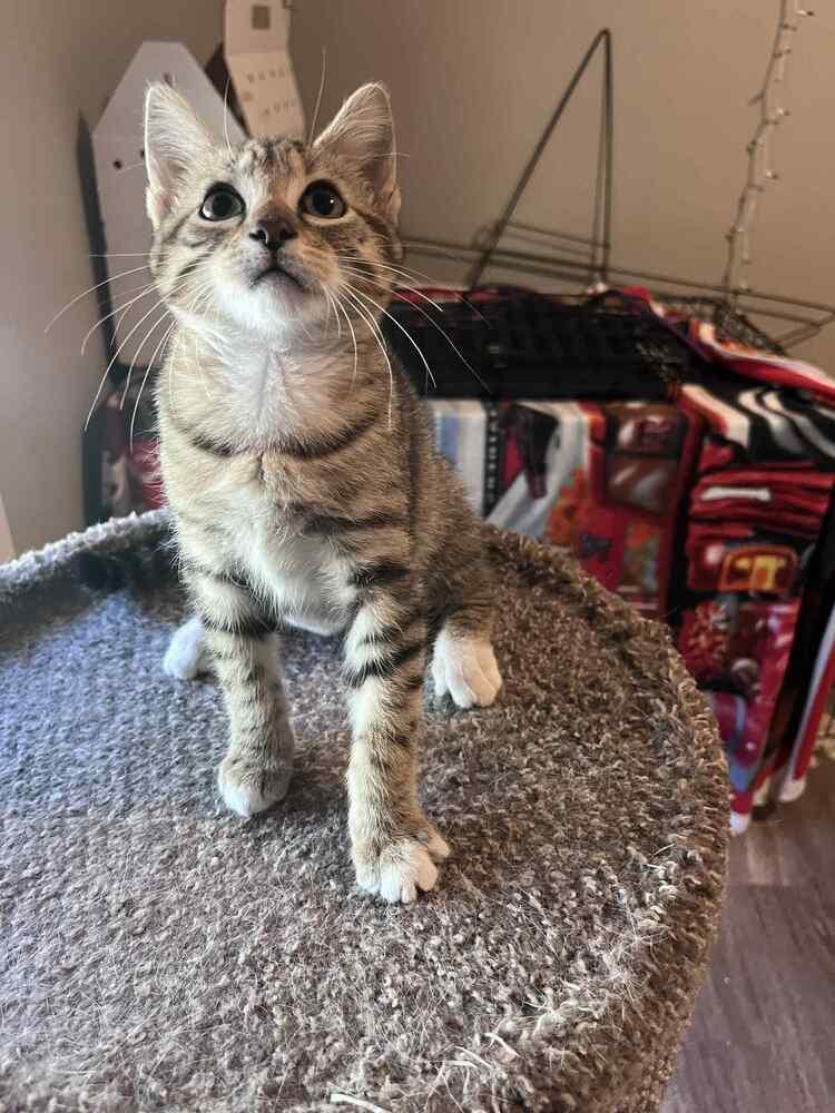 Tigress, Adoptable, Kitten Female Domestic Short Hair.