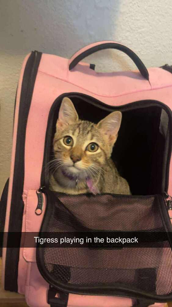 Enlarge Tigress, a Adoptable Domestic Short Hair in New Bedford, MA image 2/6