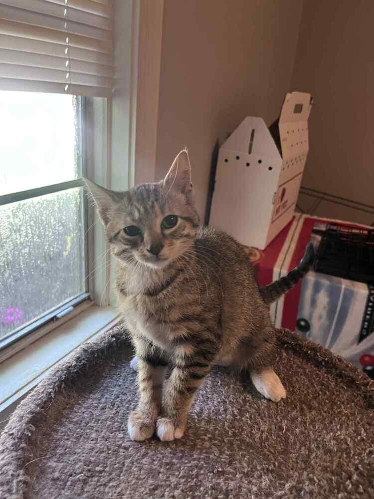 Enlarge Tigress, a Adoptable Domestic Short Hair in New Bedford, MA image 4/6