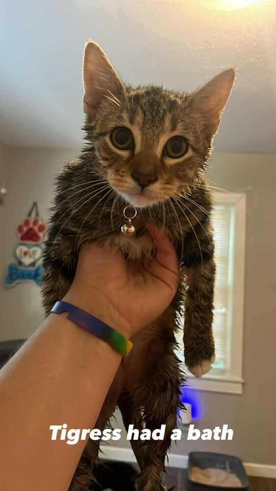 Enlarge Tigress, a Adoptable Domestic Short Hair in New Bedford, MA image 5/6