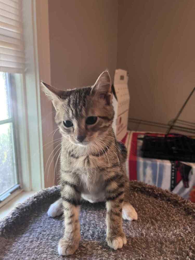 Enlarge Tigress, a Adoptable Domestic Short Hair in New Bedford, MA image 6/6