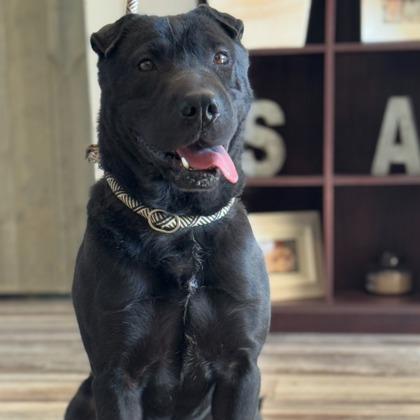 Jett — thumbnail 2