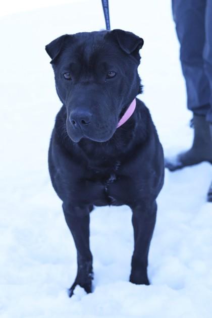 Jett — thumbnail 3