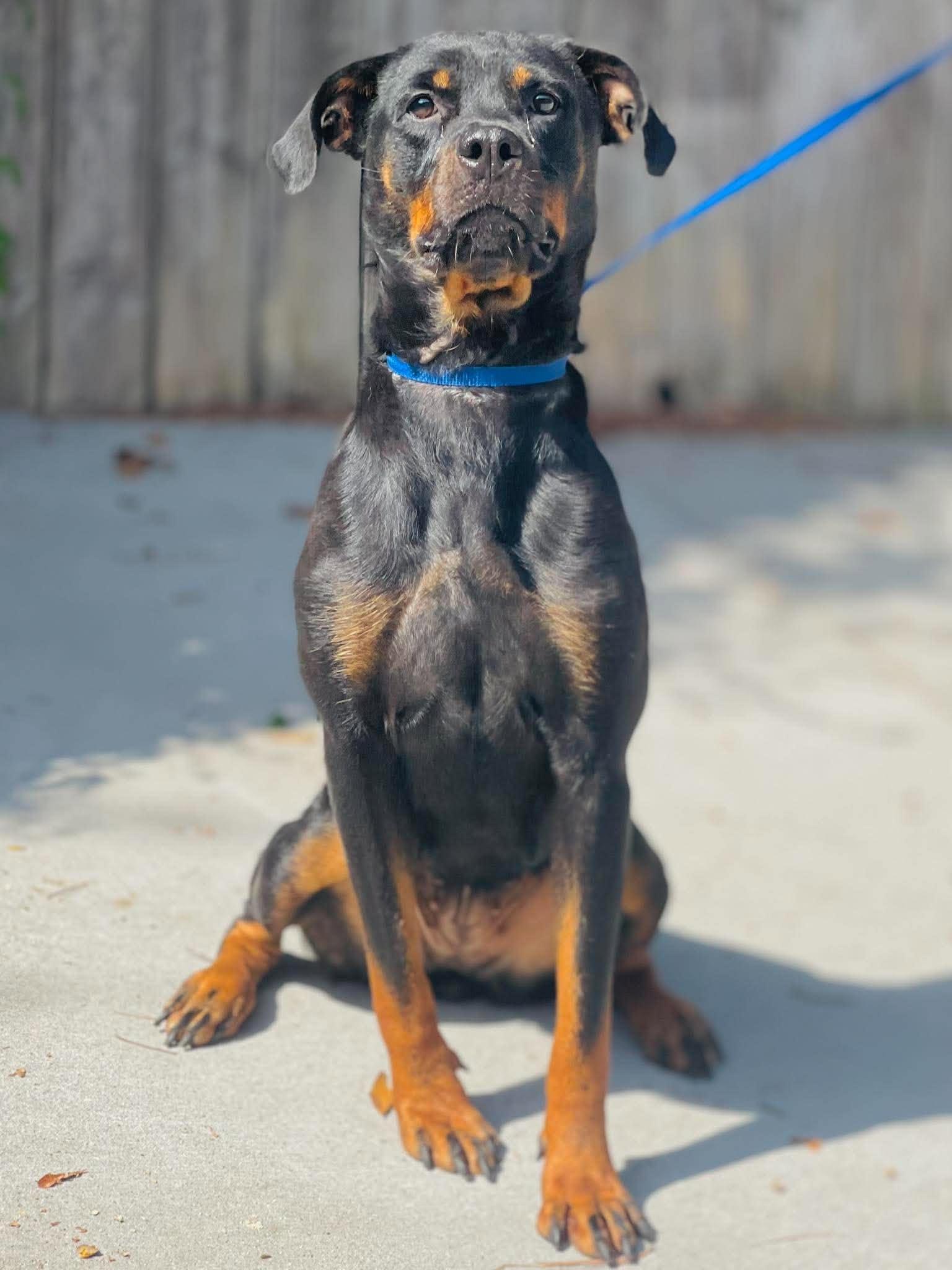 Enlarge Rescue Only - AC- 5111 "Tessa", a Adoptable mixed breed in Conyers, GA image 2/5
