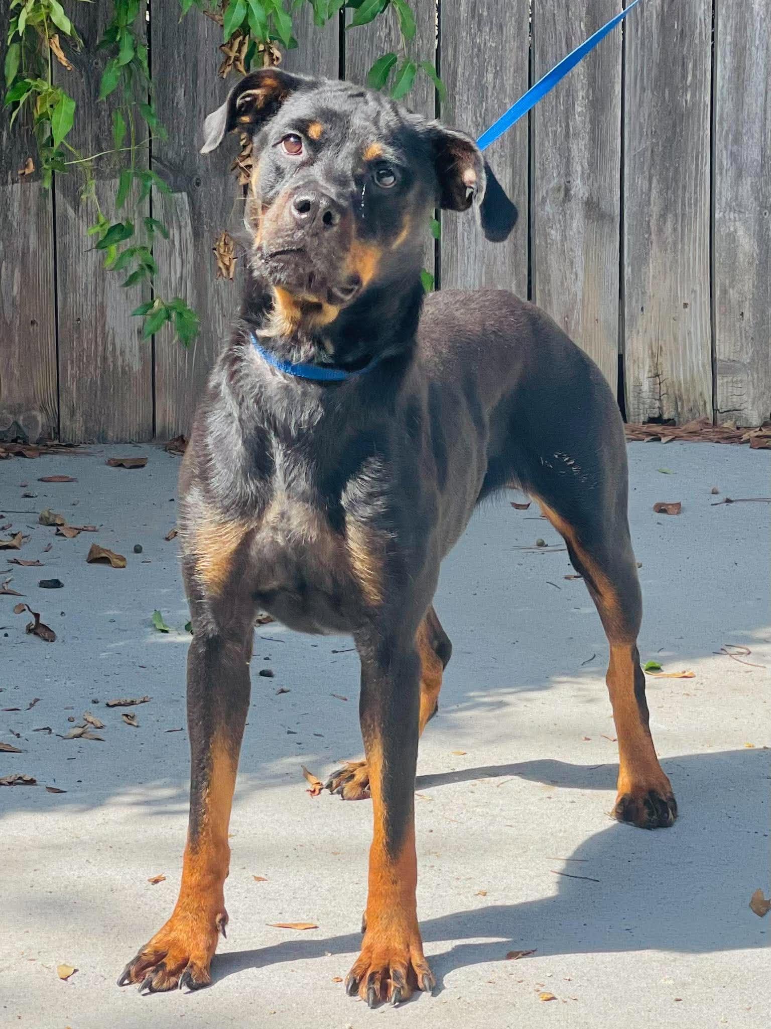 Enlarge Rescue Only - AC- 5111 "Tessa", a Adoptable mixed breed in Conyers, GA image 1/5