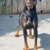 Enlarge Rescue Only - AC- 5111 "Tessa", a Adoptable mixed breed in Conyers, GA image 5/5