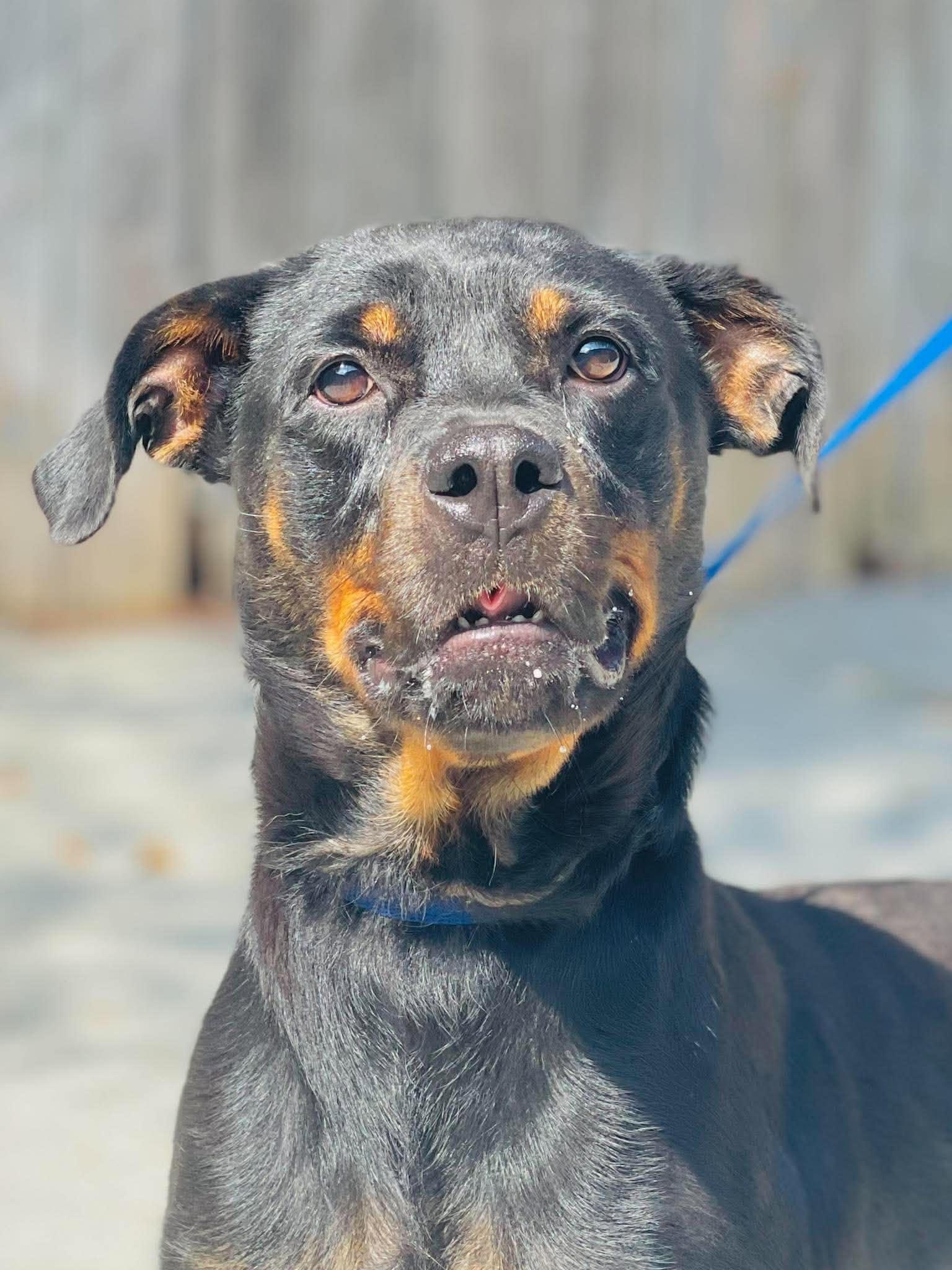 Enlarge Rescue Only - AC- 5111 "Tessa", a Adoptable mixed breed in Conyers, GA image 4/5