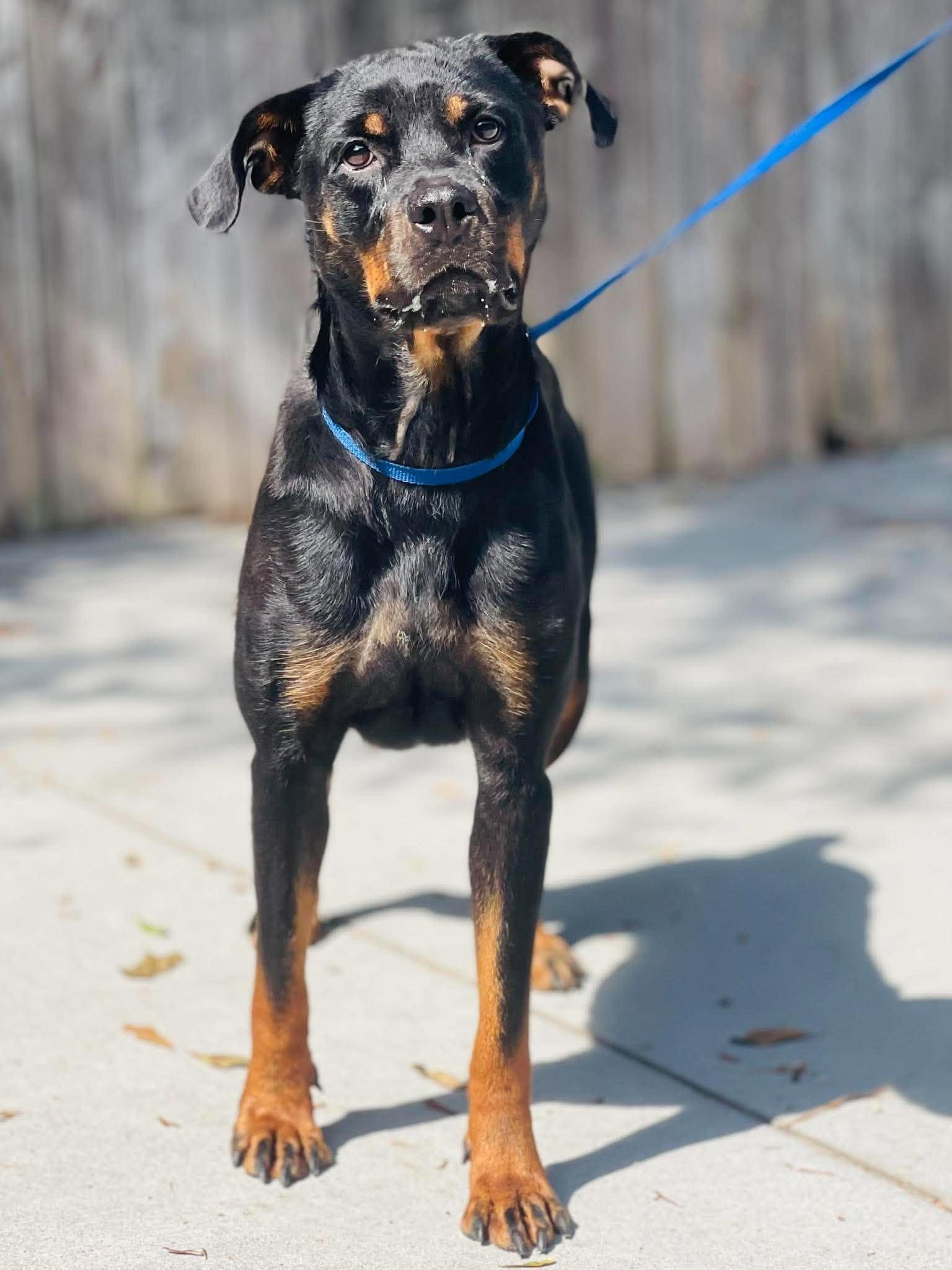 Enlarge Rescue Only - AC- 5111 "Tessa", a Adoptable mixed breed in Conyers, GA image 3/5