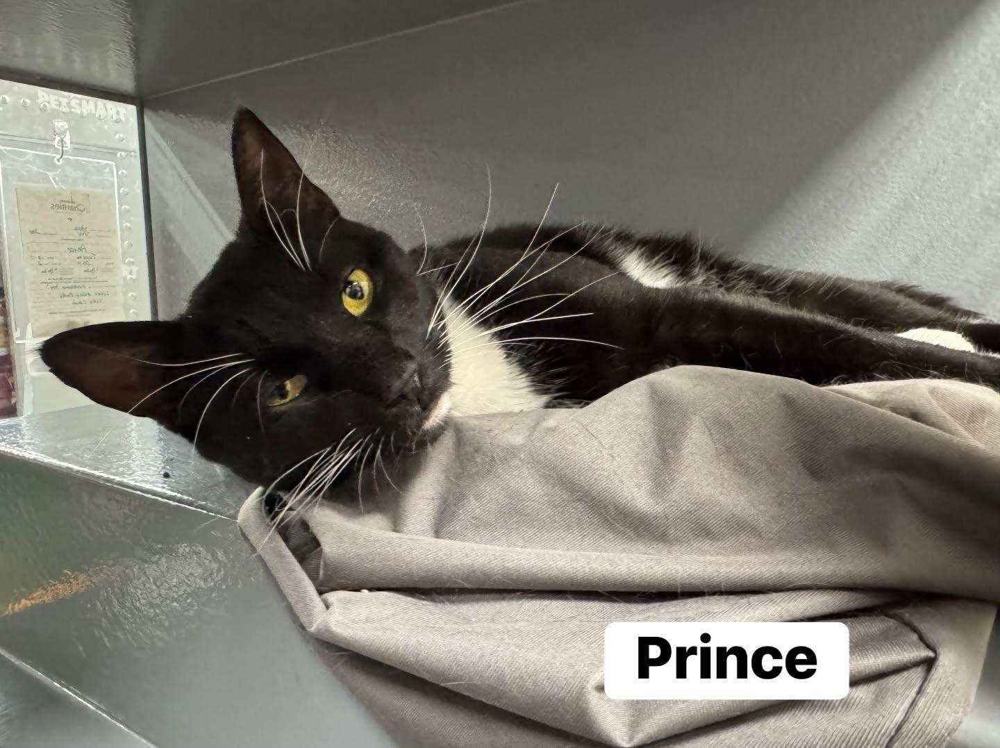 Prince, ADOPTABLE, Young Male Domestic Short Hair.