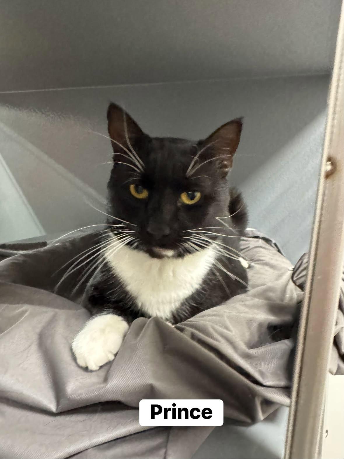 Prince, a ADOPTABLE Domestic Short Hair in Staten Island, NY image 2/2