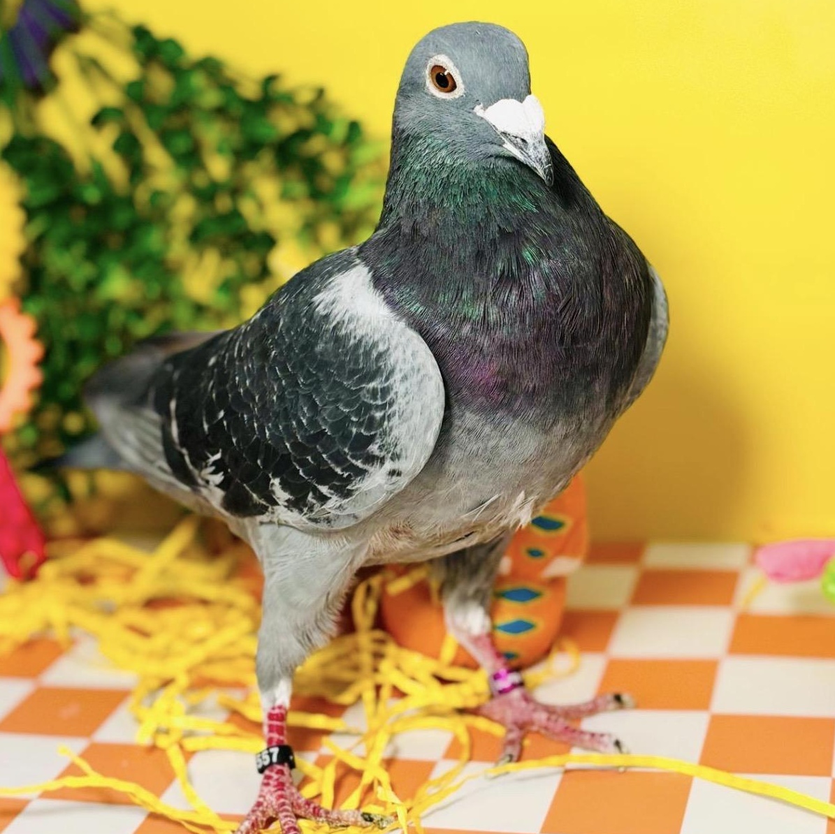Kintaro, a ADOPTABLE Pigeon in Chicago, IL image 2/4