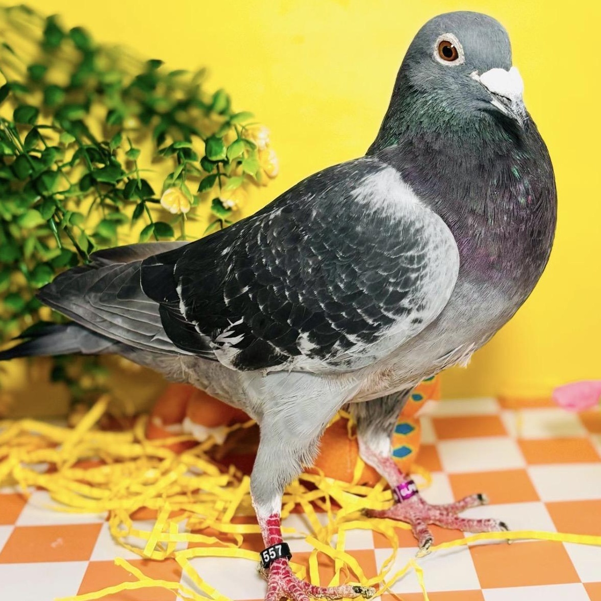 Kintaro, a ADOPTABLE Pigeon in Chicago, IL image 4/4