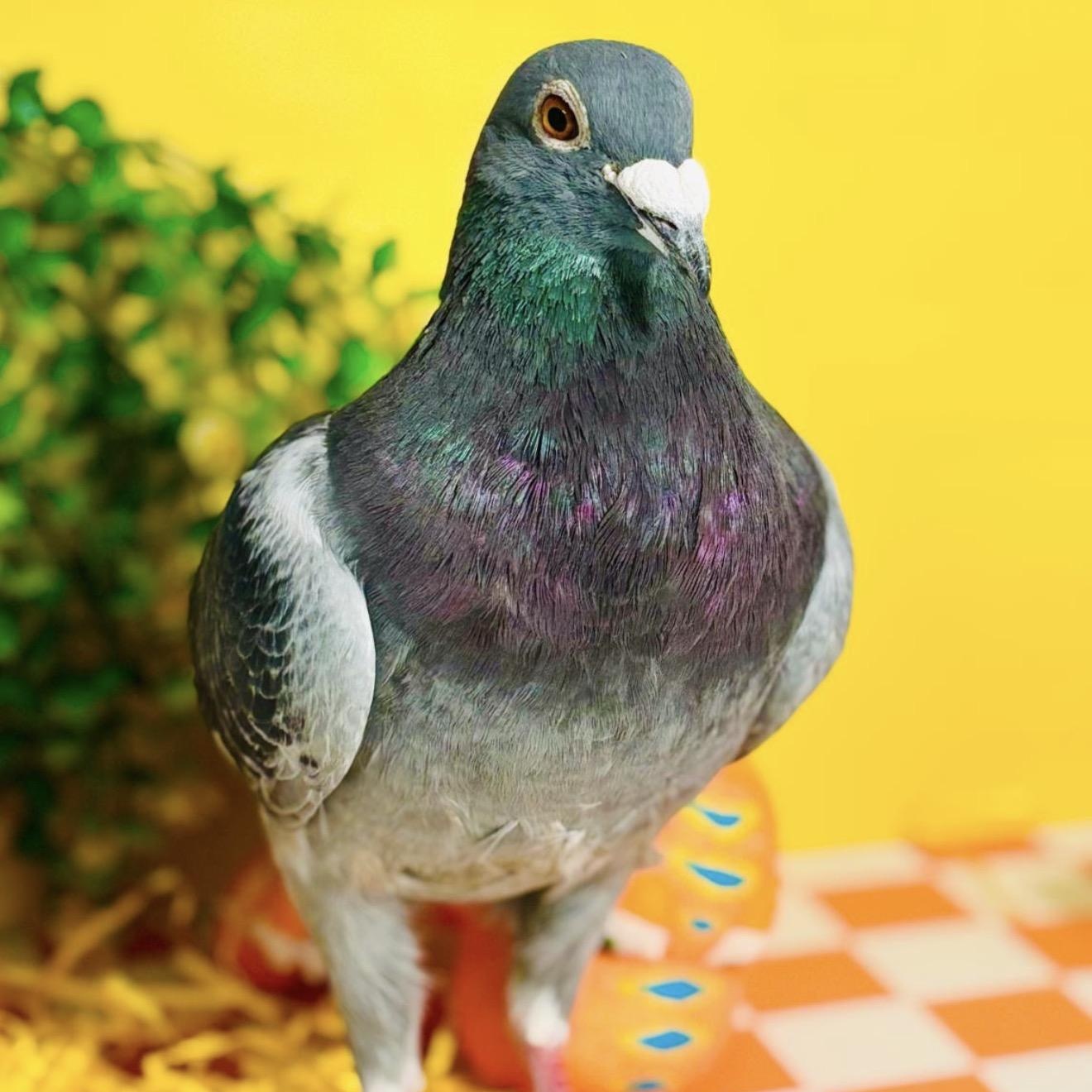 Kintaro, a ADOPTABLE Pigeon in Chicago, IL image 3/4