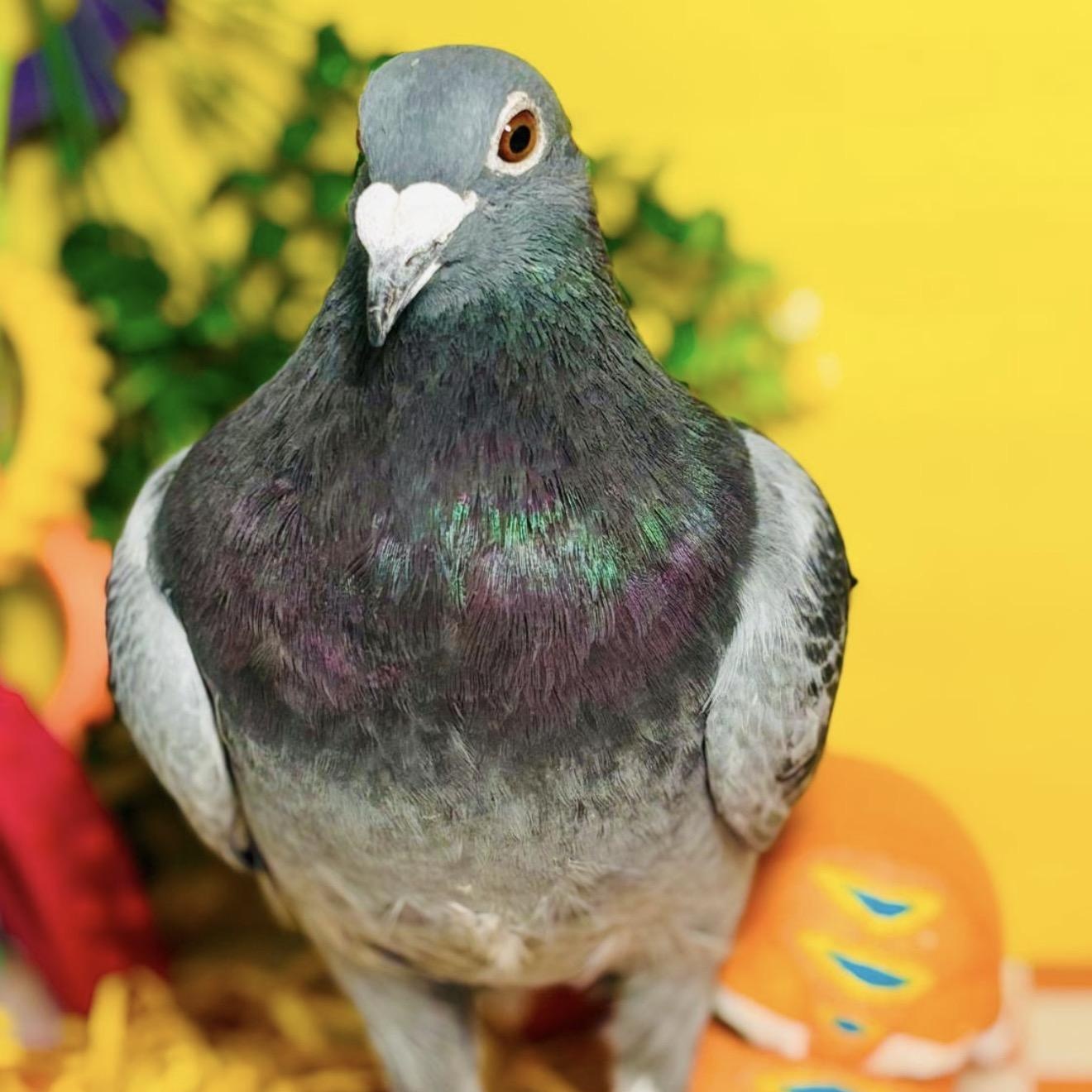 Kintaro, ADOPTABLE, Adult Unknown Pigeon.