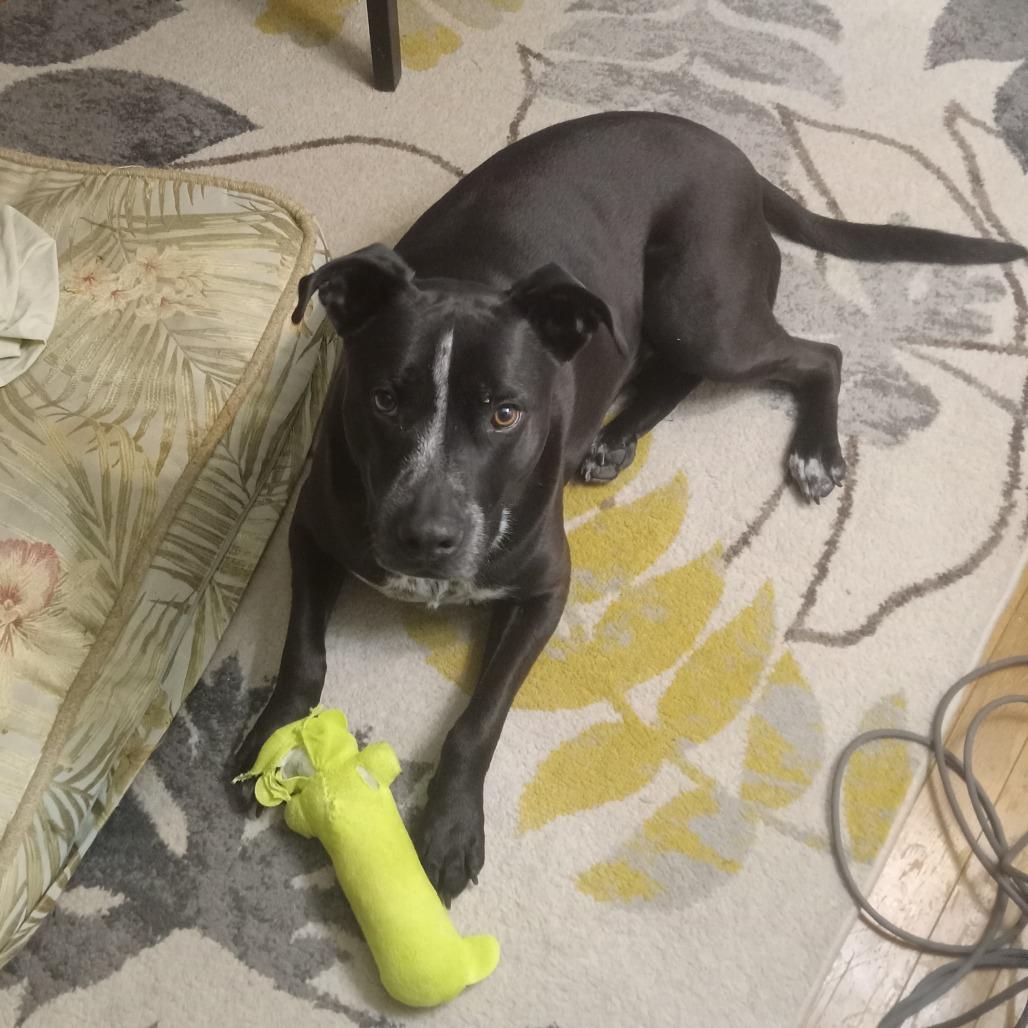 Berry, a Adoptable mixed breed in St. Peters, MO image 1/5