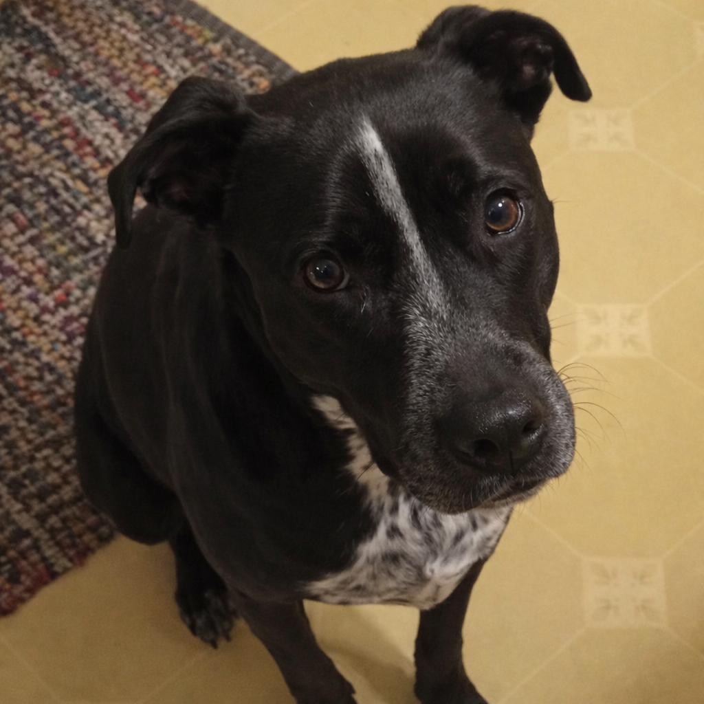 Berry, a Adoptable mixed breed in St. Peters, MO image 2/5