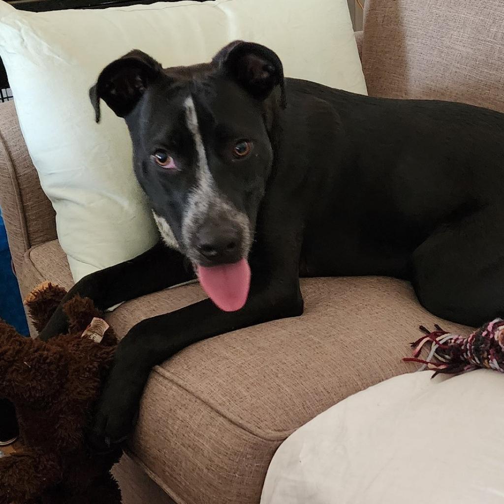 Berry, a Adoptable mixed breed in St. Peters, MO image 3/5