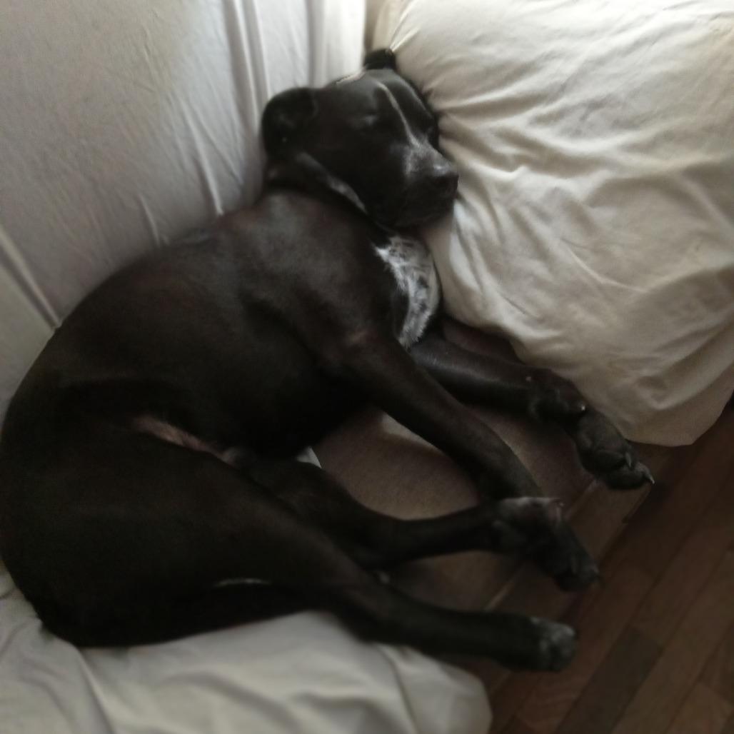 Berry, a Adoptable mixed breed in St. Peters, MO image 4/5