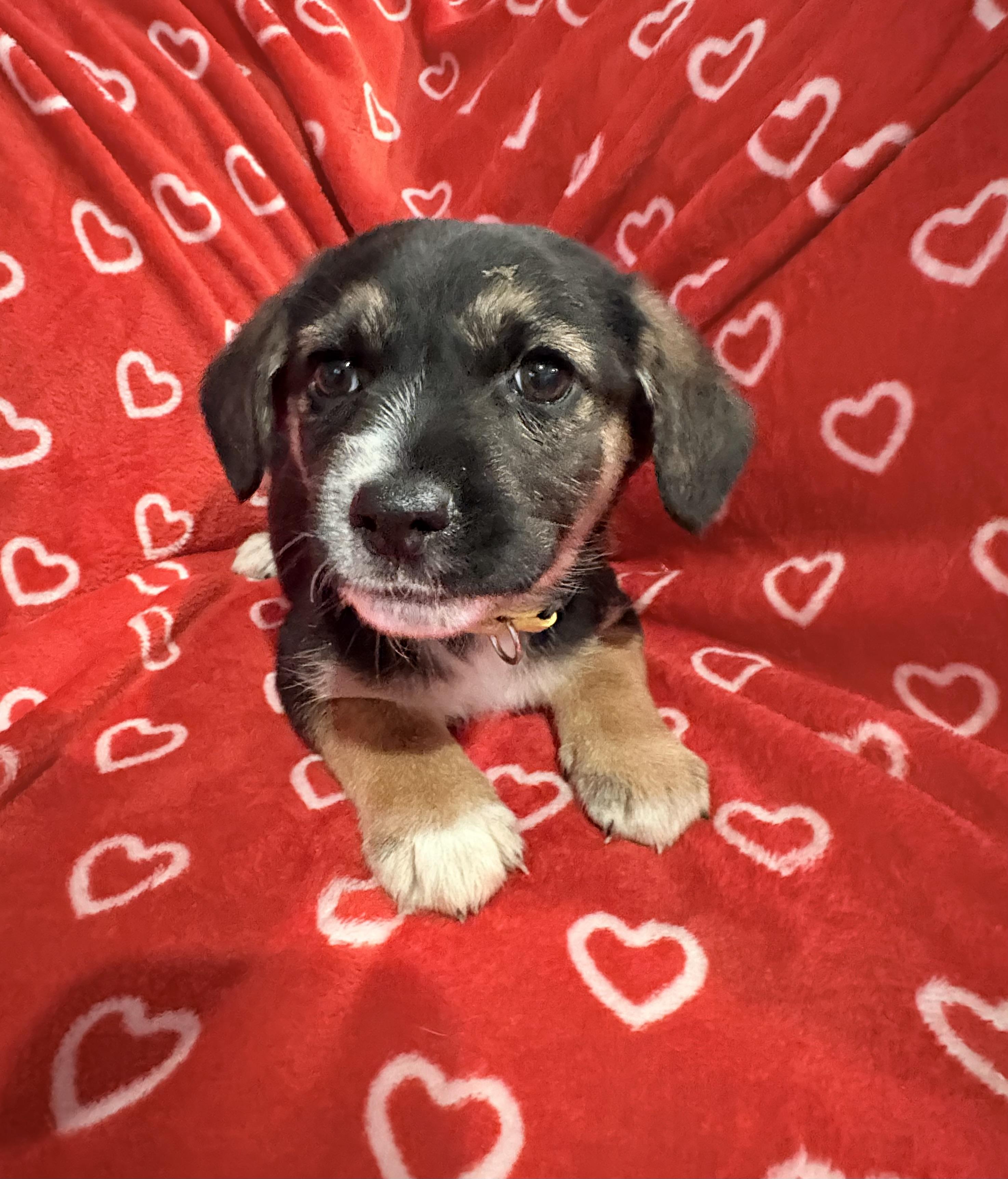 Enlarge Blizzard, an adopted mixed breed in Ayden, NC image 4/6