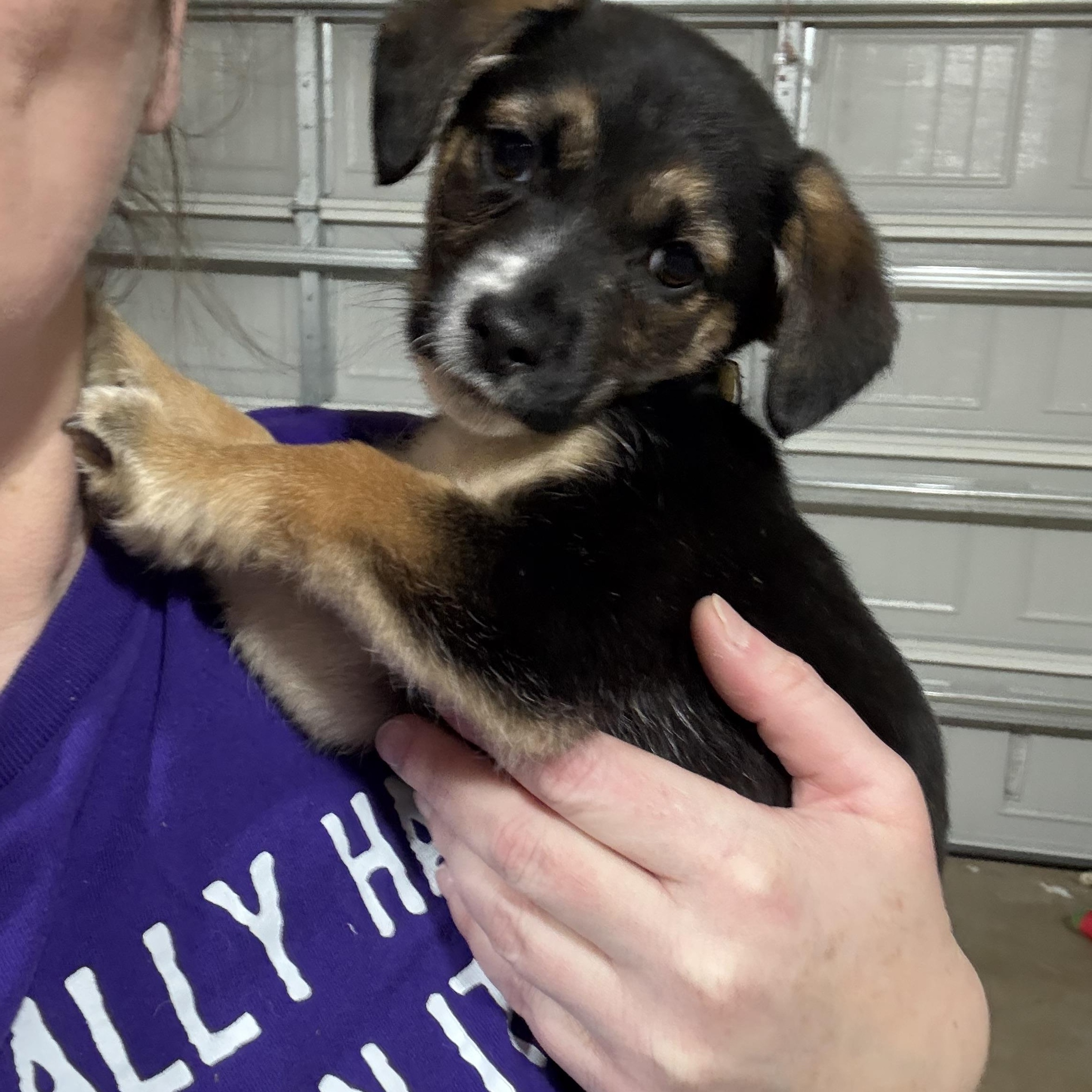 Enlarge Blizzard, an adopted mixed breed in Ayden, NC image 2/6